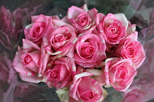 今日のバラ フリーキーアバランチェ 有限会社薔薇園植物場ブログ