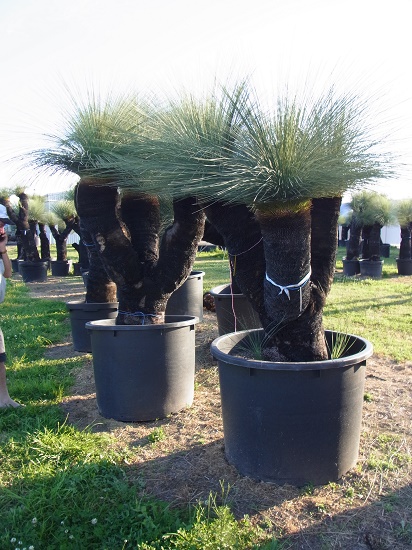 又右衛門 有限会社薔薇園植物場ブログ