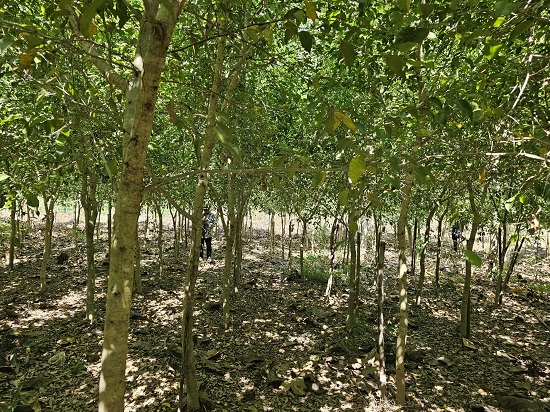 7c426999-7851-4356-9233-0c6ca5647c5e