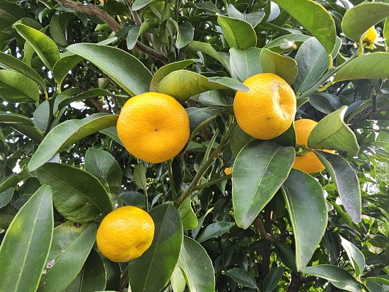 e09a0831-a877-443d-9780-16a010c16ea4