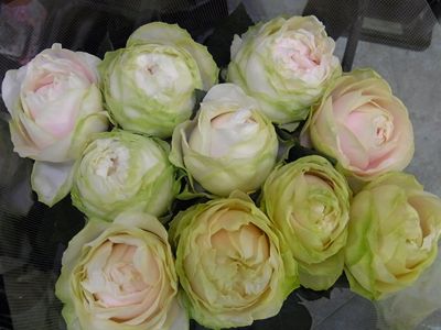 もこもこ様 薔薇18.15確認用-