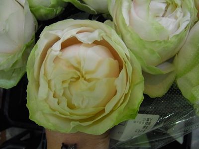 もこもこ様 薔薇18.15確認用-