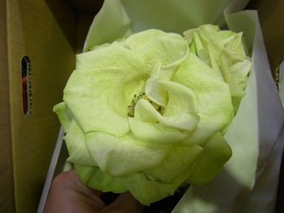 RIMG0935_R.JPG