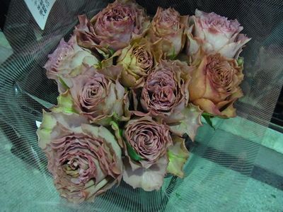 RIMG0943_R.JPG