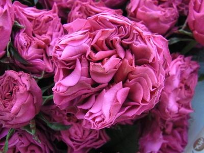 今日のバラ 渚ウェーブ 有限会社薔薇園植物場ブログ