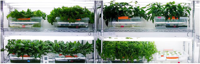 野菜工場