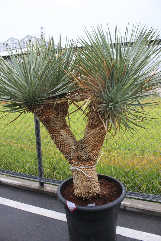 ユッカ ロストラータ ヒドラ | 有限会社薔薇園植物場